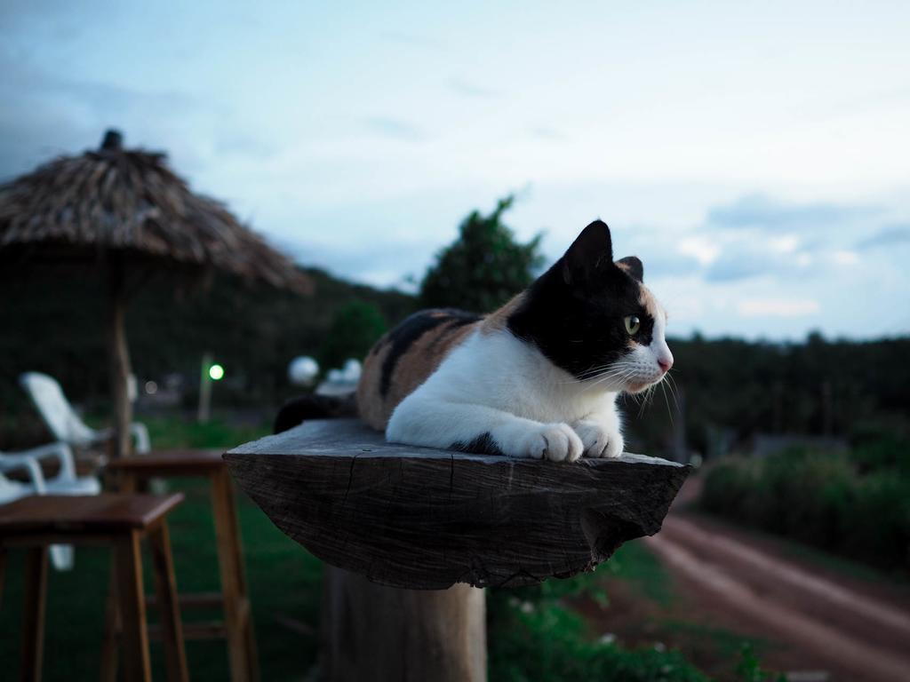 קו לנטה Cat Bungalow מראה חיצוני תמונה