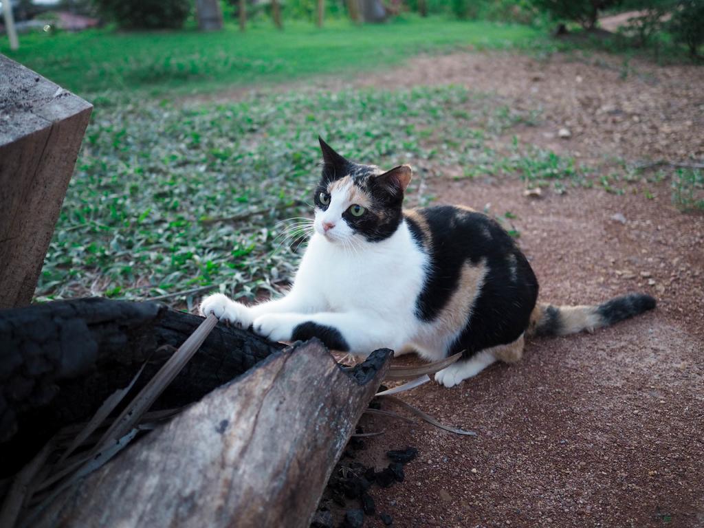 קו לנטה Cat Bungalow מראה חיצוני תמונה